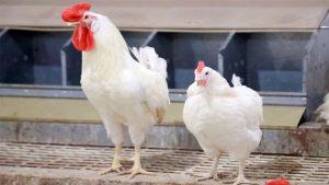 Gà Ai Cập là giống kê như thế nào?