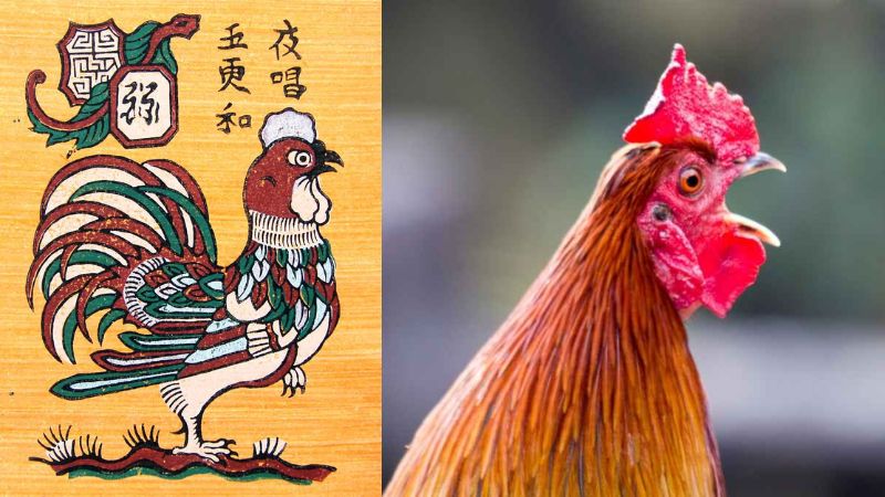 Đặc điểm ngoại hình để nhận biết Gà Nhật Nguyệt Thần Kê