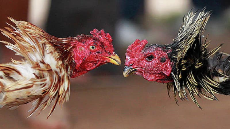 Đặc điểm nổi bật của gà Tam Hoàng